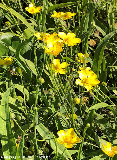 Ranunculus lingua, jokileinikki